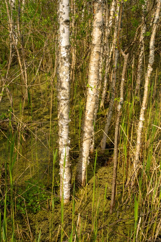 pyayaskyula-raba 2023-05-21 1-13