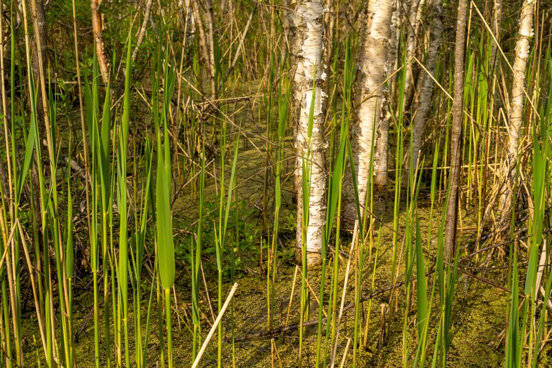 pyayaskyula-raba 2023-05-21 1-14