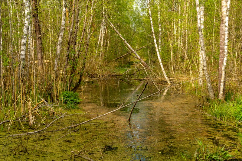 pyayaskyula-raba 2023-05-21 1-15