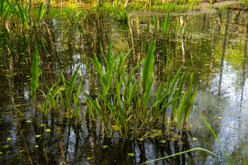 pyayaskyula-raba 2023-05-21 1-4