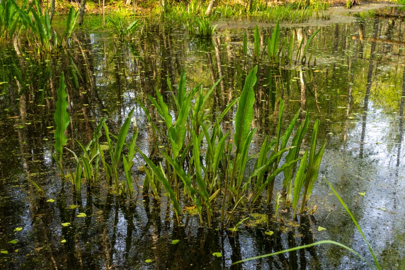 pyayaskyula-raba 2023-05-21 1-5