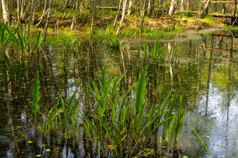 pyayaskyula-raba 2023-05-21 1-6