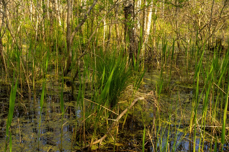 pyayaskyula-raba 2023-05-21 1-8