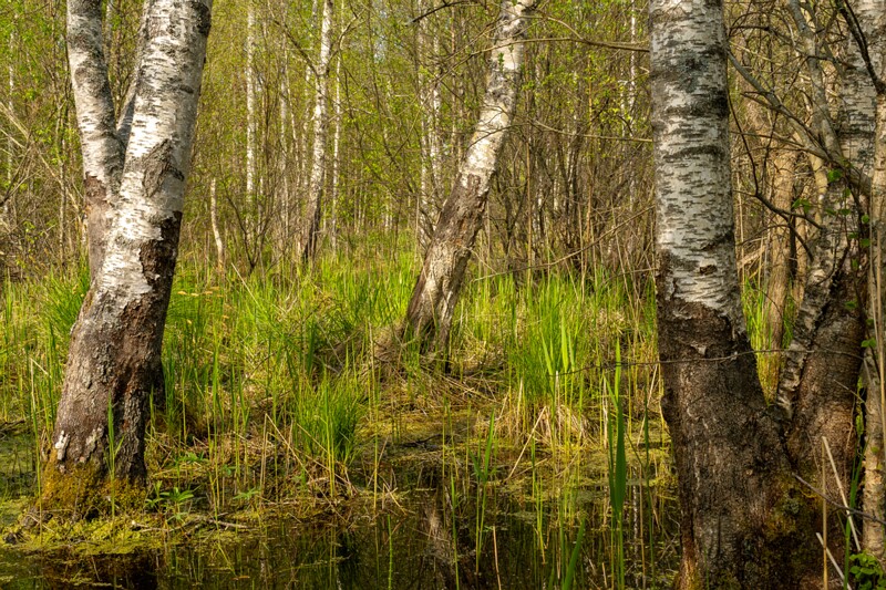 pyayaskyula-raba 2023-05-21 1-9