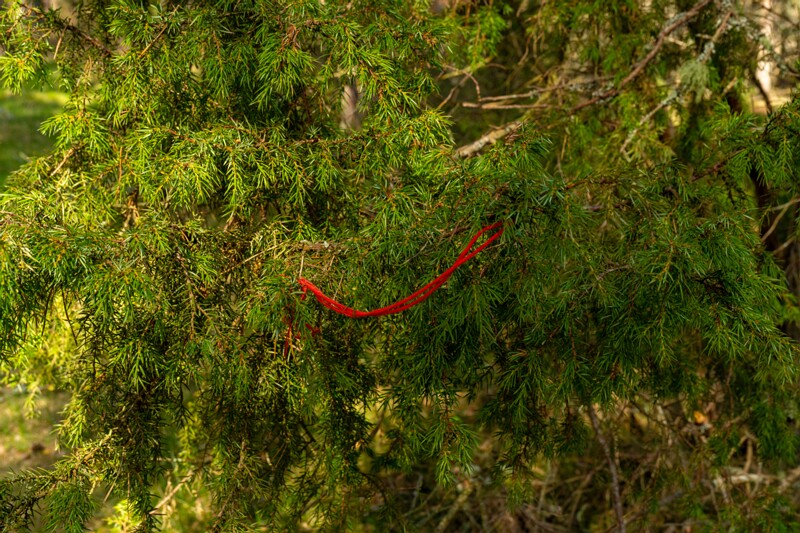 pyuha-birgitta-kabeli-rist 2025-04-18 1-4