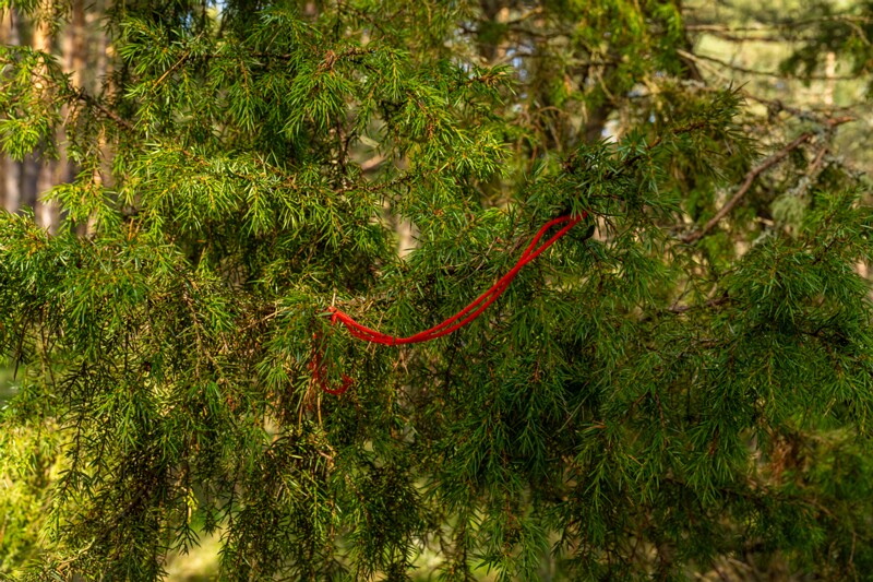 pyuha-birgitta-kabeli-rist 2025-04-18 1-5