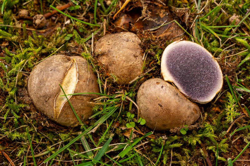 et. Väike murukera, en. potato earthball, lat. Scleroderma bovista
