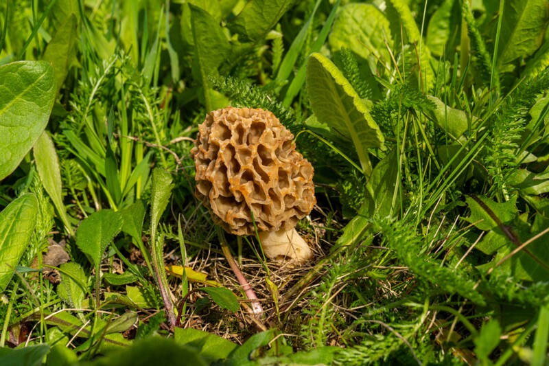 et. Ümarmürkel, en. yellow morel, lat. Morchella esculenta