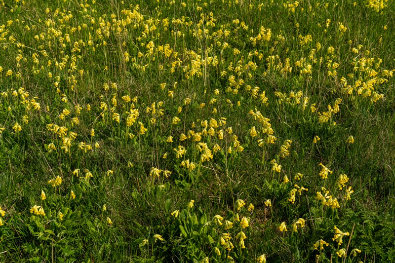 et. Harilik nurmenukk, en. common cowslip, lat. Primula veris