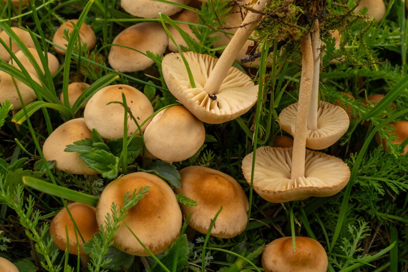 et. Aasnööbik, en. fairy ring mushroom, lat. Marasmius oreades