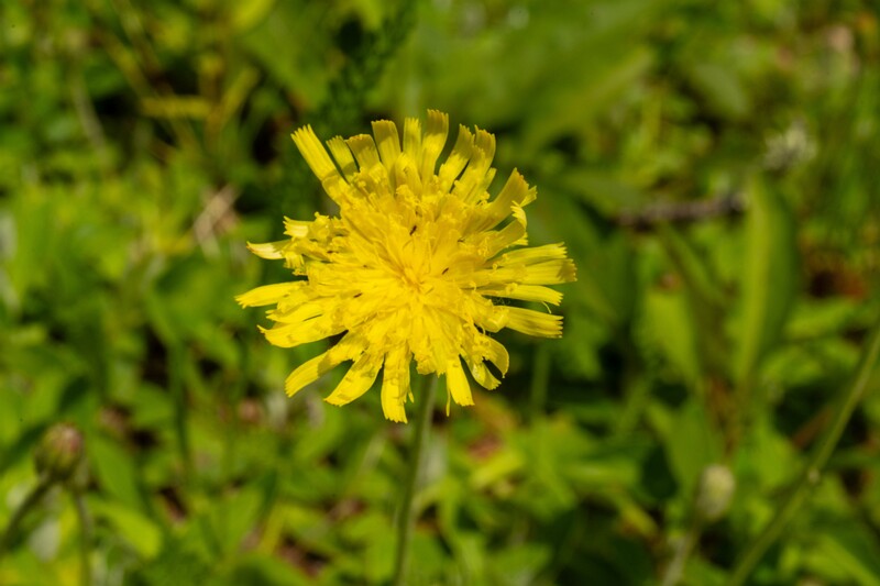 et. Harilik karutubakas, en. mouse-ear hawkweed, lat. Pilosella officinarum
