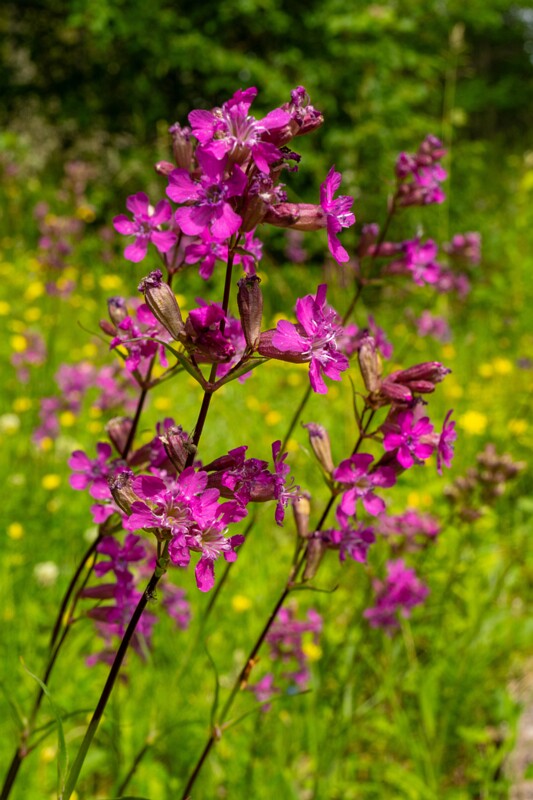 et. Harilik tõrvalill, en. sticky catchfly, lat. Viscaria vulgaris
