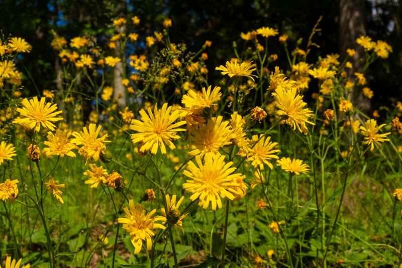 et. Liht-hunditubakas, en. common hawkweed, lat. Hieracium lachenalii