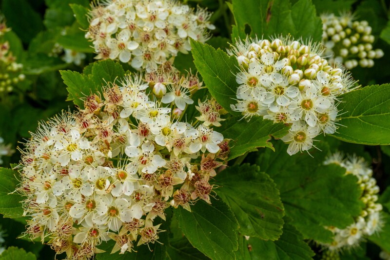 et. Lodjap-põisenela, en. common ninebark, lat. Physocarpus opulifolius