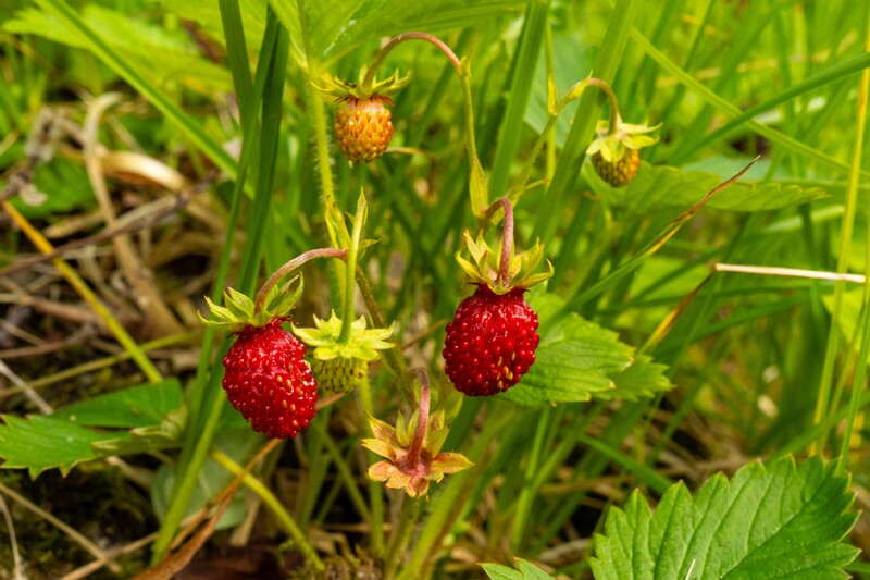 et. Metsmaasikas, en. wild strawberry, lat. Fragaria vesca