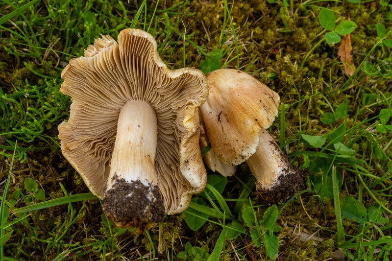 et. Punakas narmasnutt, en. deadly fibrecap, lat. Inocybe erubescens