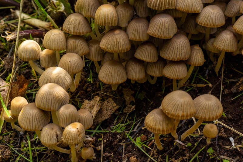 et. Seltsiv tindik, en. fairy inkcap, lat. Coprinellus disseminatus