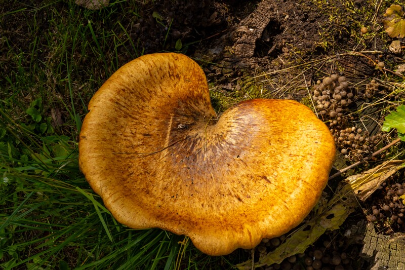 et. Soomustorik, en. dryad's saddle, lat. Cerioporus squamosus