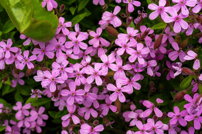 et. basiilikulehine seebilill, en. rock soapwort, lat. Saponaria ocymoides