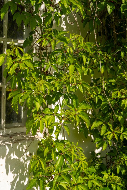 et. harilik metsviinapuu, en. five-leaved ivy, lat. Parthenocissus quinquefolia