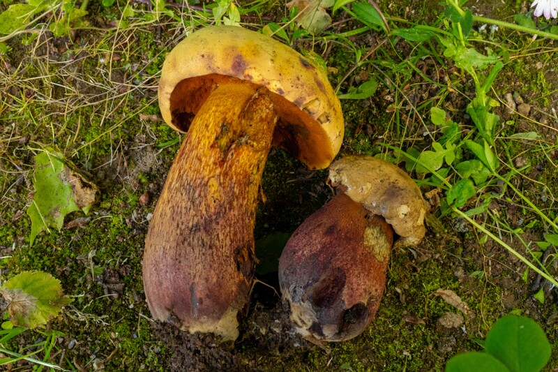 et. lurid bolete, en. Tamme-kivipuravik, lat. Suillellus luridus