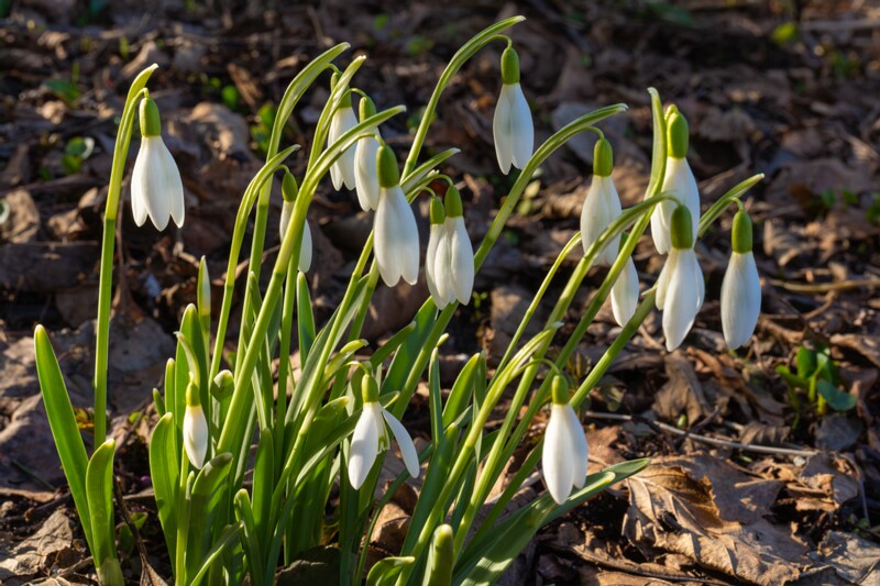 et. Harilik lumikelluke, en. common snowdrop, lat. Galanthus nivalis