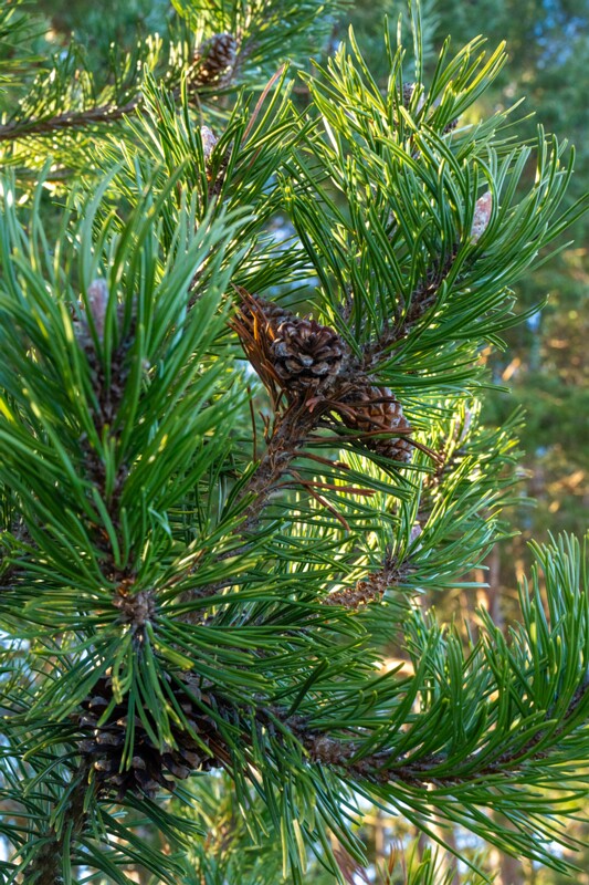 et. Harilik mänd, en. Scots pine, lat. Pinus sylvestris