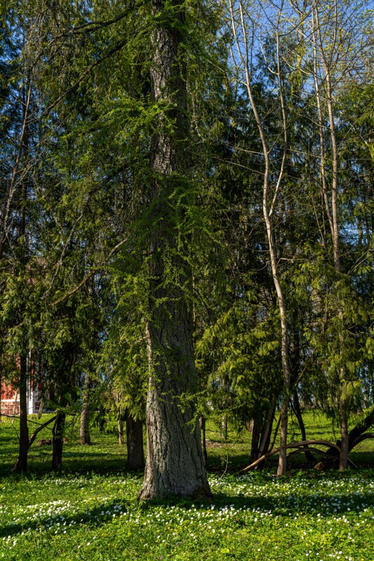 Ravila mõis ja park  2026-05-02 1-14