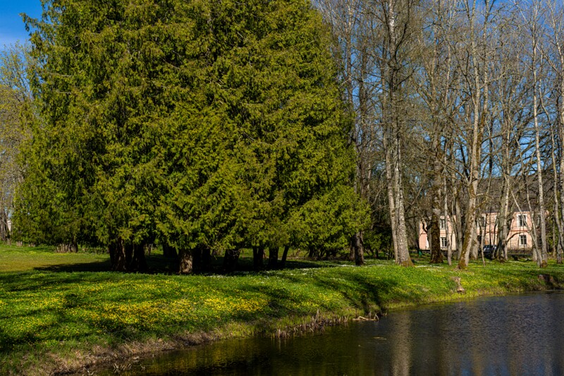 Ravila mõis ja park  2026-05-02 1-19