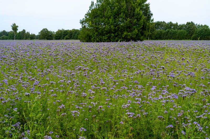 Phacelia tanacetifolia  2026-08-01 1-1