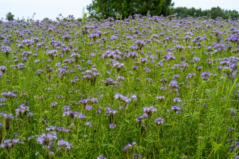Phacelia tanacetifolia  2026-08-01 1-2