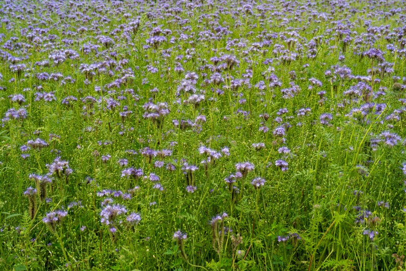 Phacelia tanacetifolia  2026-08-01 1-3