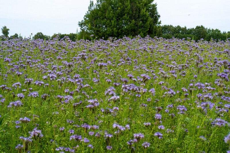 Phacelia tanacetifolia  2026-08-01 1-4