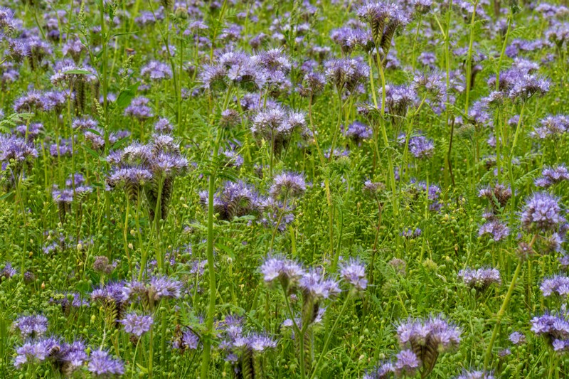 Phacelia tanacetifolia  2026-08-01 1-5