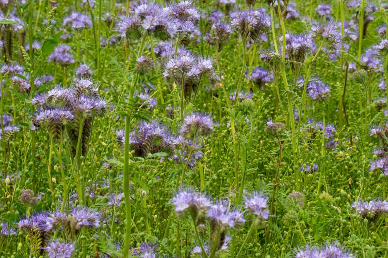 et. Harilik keerispea, en. lacy phacelia, lat. Phacelia tanacetifolia