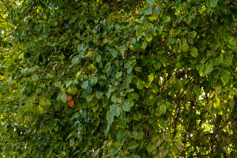 et. Harilik pirnipuu, en. common pear, lat. Pyrus communis