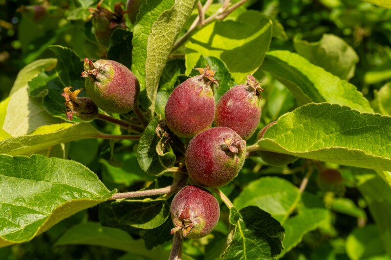 et. Aed-õunapuu, en. domestic apple, lat. Malus domestica