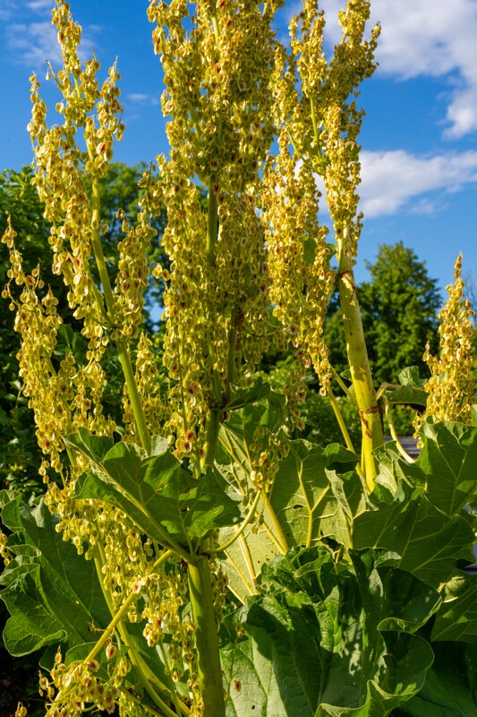 et. Aedrabarber, en. rhubarb, lat. Rheum × hybridum