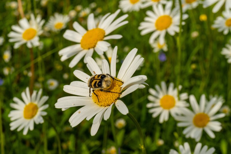 et. Harilik härjasilm, en. ox-eye daisy, lat. Leucanthemum vulgare