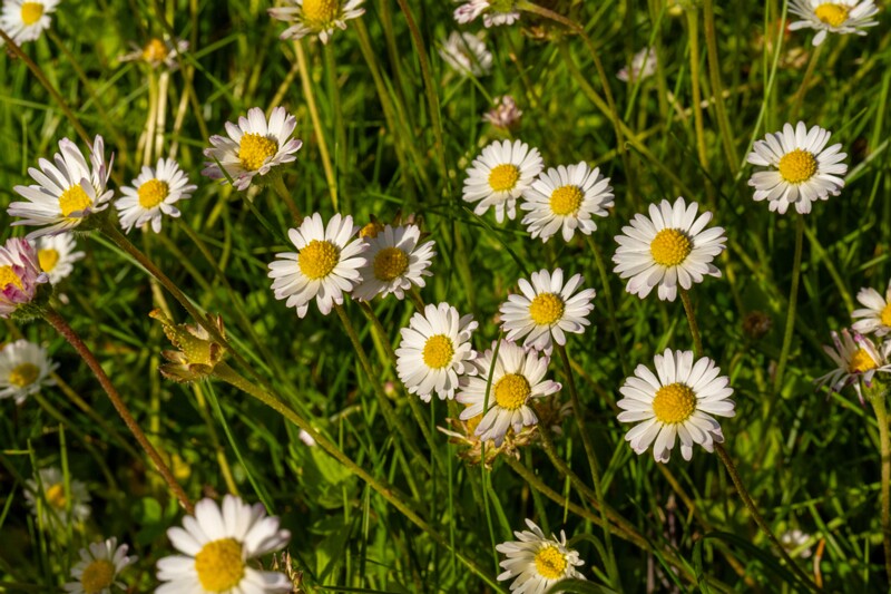 et. Harilik kirikakar, en. common daisy, lat. Bellis perennis