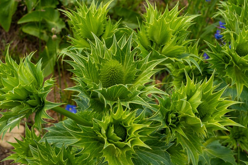 et. Hiid-ogaputk, en. Miss Willmott's ghost, lat. Eryngium giganteum