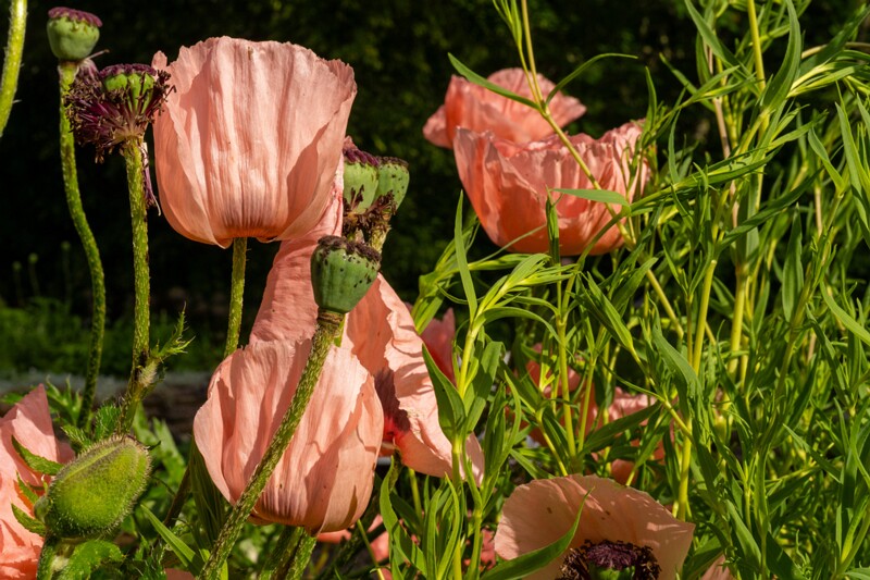 et. Idamagun, en. oriental poppy, lat. Papaver orientale