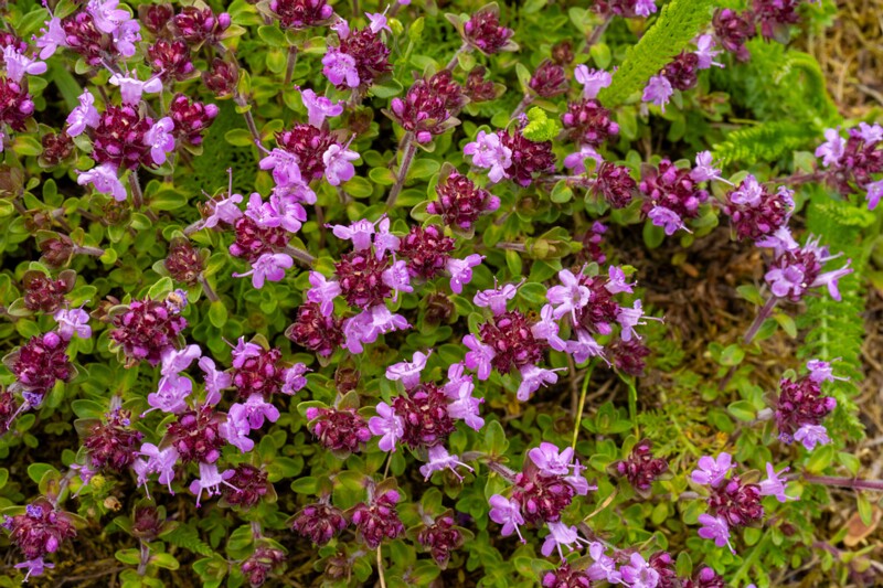 et. Nõmm-liivatee, en. wild thyme, lat. Thymus serpyllum
