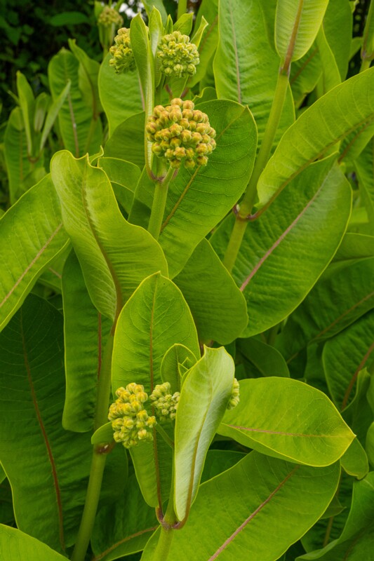 et. Siidaskleep, en. common milkweed, lat. Asclepias syriaca