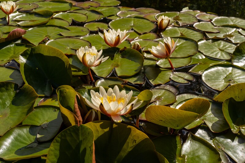 et. Valge vesiroos, en. white waterlily, lat. Nymphaea alba