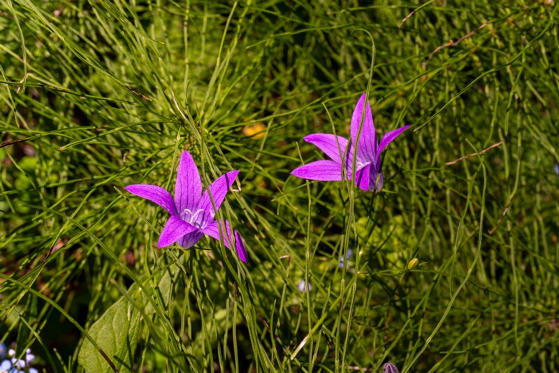 saula-siniallikate-matkarada-86