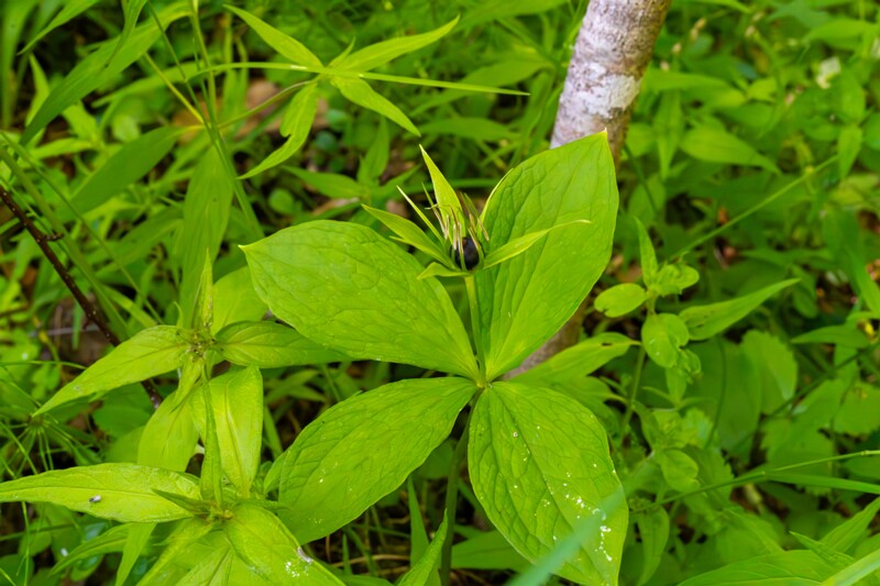 saula-siniallikate-matkarada-78