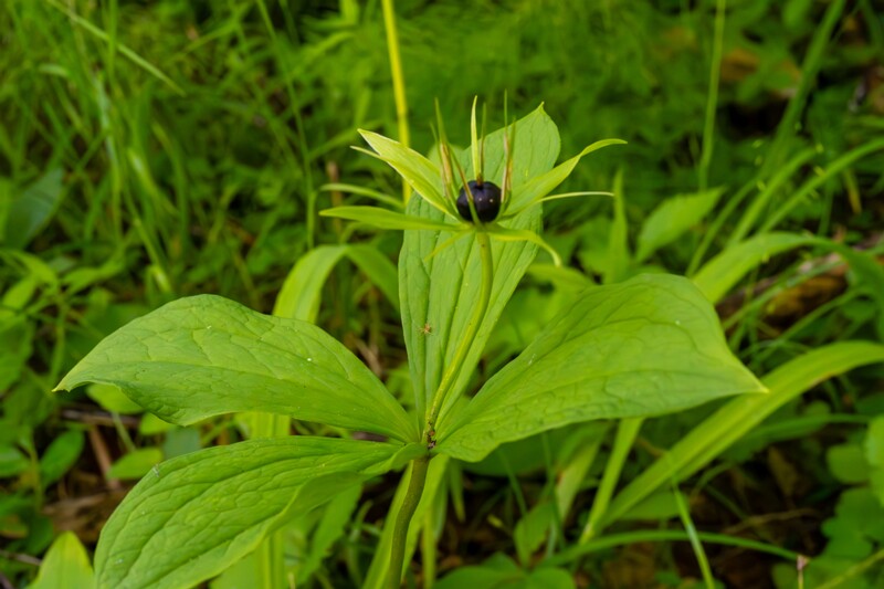 saula-siniallikate-matkarada-81