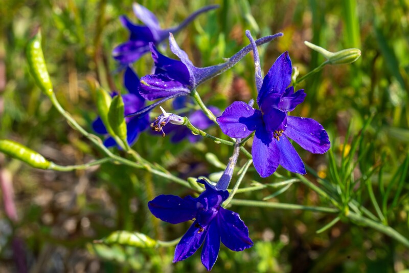 сonsolida-regalis 2023-07-15 1-2