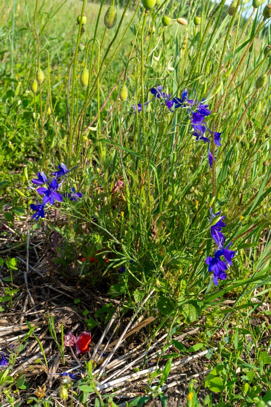 сonsolida-regalis 2023-07-15 1-3